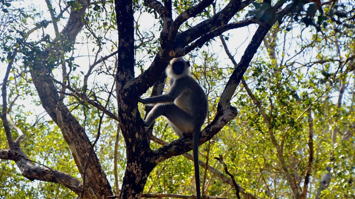 Sri Lanka: Affen im Wilpattu Nationalpark Sri Lanka: Affen im Wilpattu Nationalpark