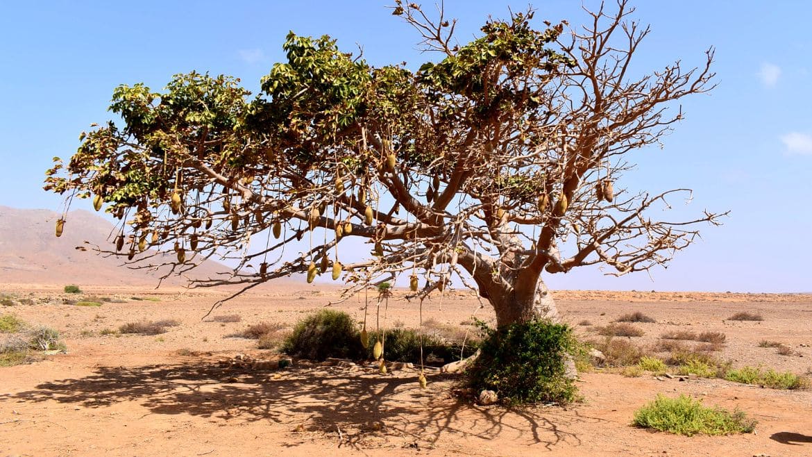 Boa Vista: Atemberaubende Landschaft auf Boa Vista Boa Vista: Atemberaubende Landschaft auf Boa Vista