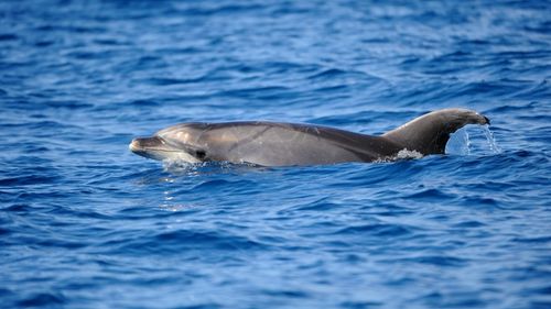 Portugal: Delphine-Tour Portugal: Delphine-Tour