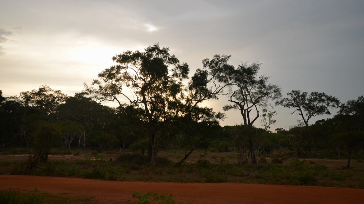 Sri Lanka: Der Wilpattu Nationalpark