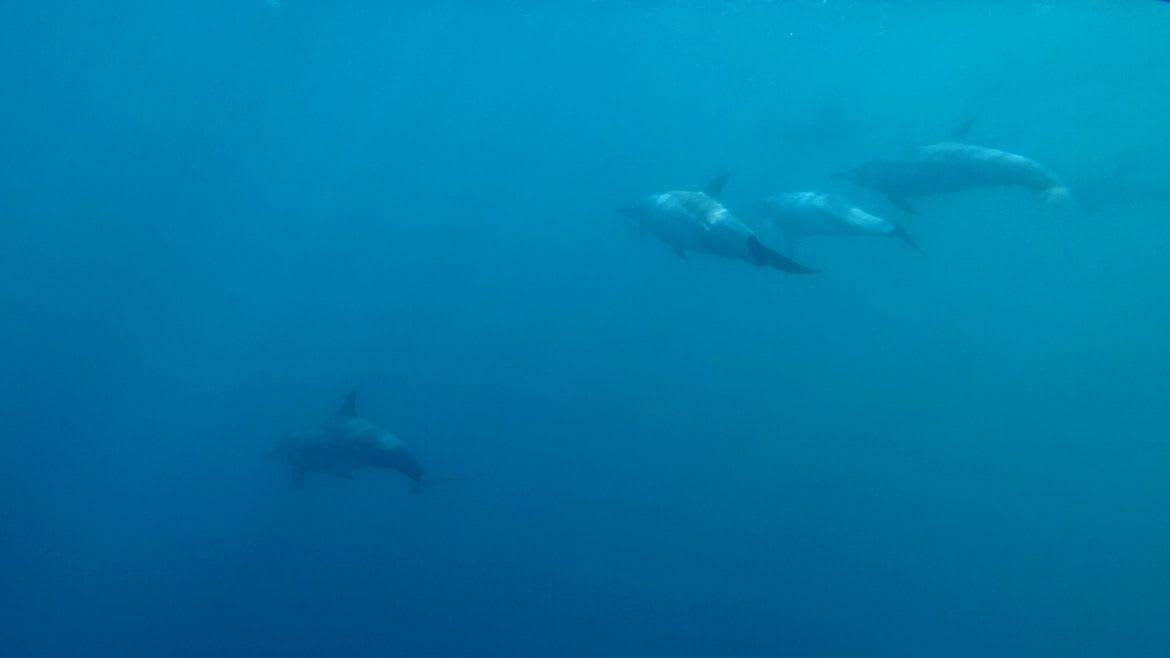 Kappalady: Dolphin-Tour 