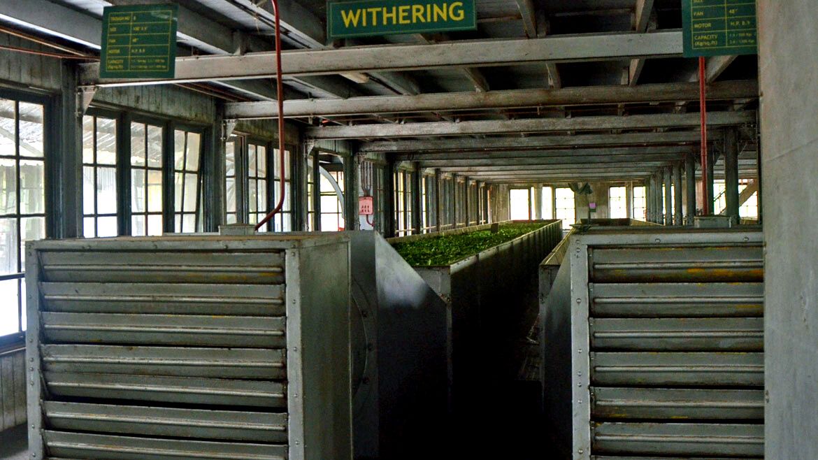 Sri Lanka: Erfahre wie Tee in einer Fabrik hergestellt wird