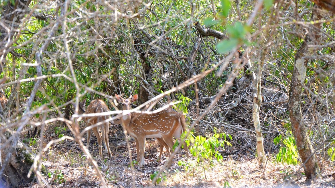 Sri Lanka: Gefleckte Rehe im Wilpattu
