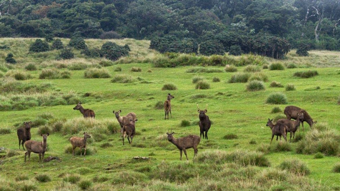 Sri Lanka: Horton Plains Sri Lanka: Horton Plains