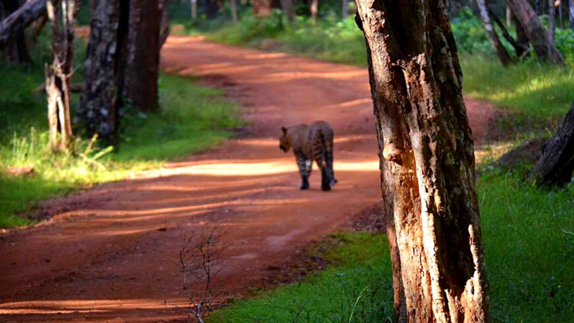 Sri Lanka: Zahlreiche Tiere im Wilpattu entdecken Sri Lanka: Zahlreiche Tiere im Wilpattu entdecken