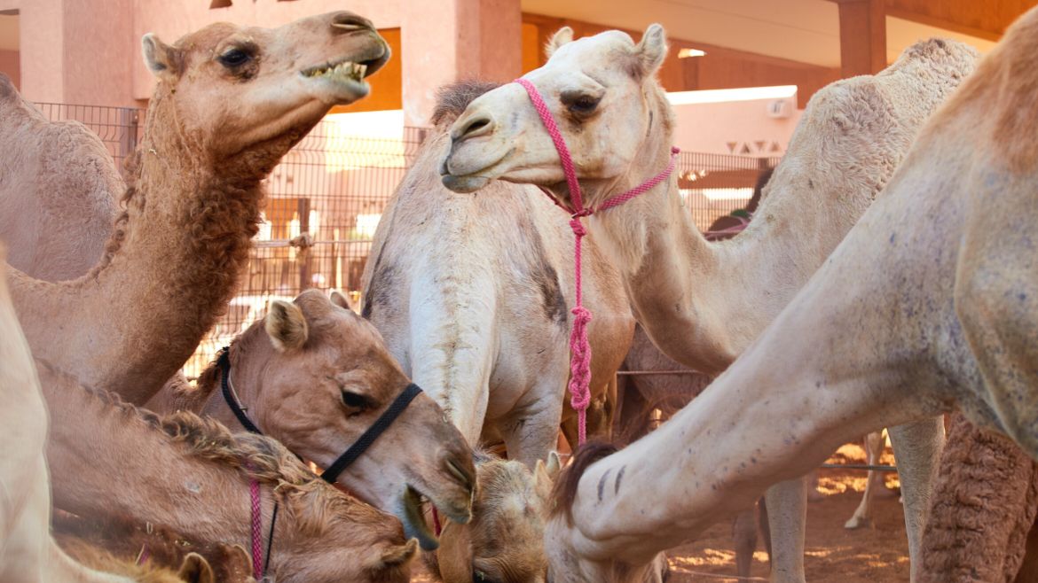Ägypten: Kamelmarkt in Al Shalaten Ägypten: Kamelmarkt in Al Shalaten