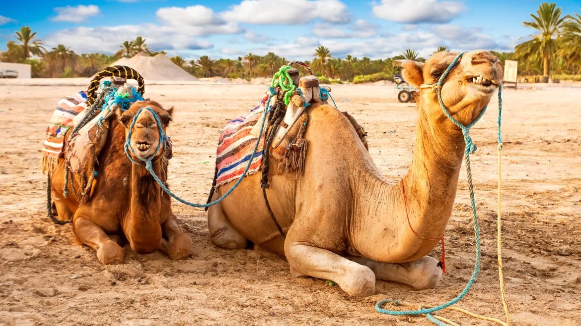 Djerba-Zarzis: Kamelreiten Djerba-Zarzis: Kamelreiten
