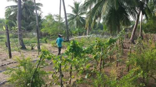 Kappalady: Kräutergarten