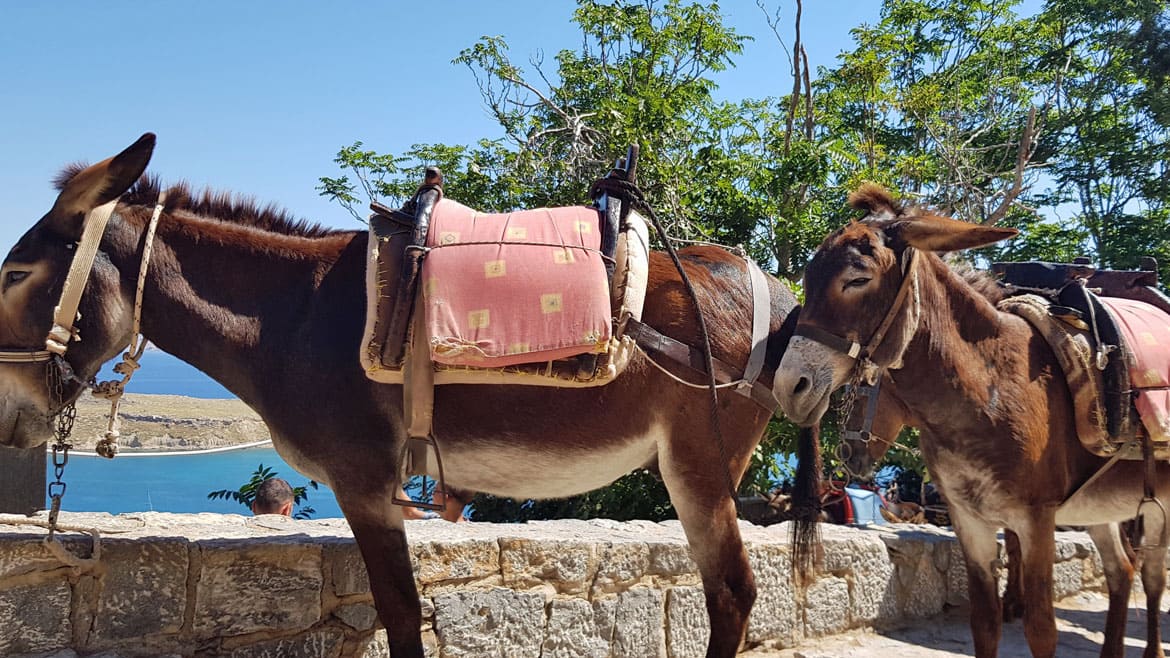 Rhodos Fanes: Lindos kannst Du auch auf einem Esel erkunden.