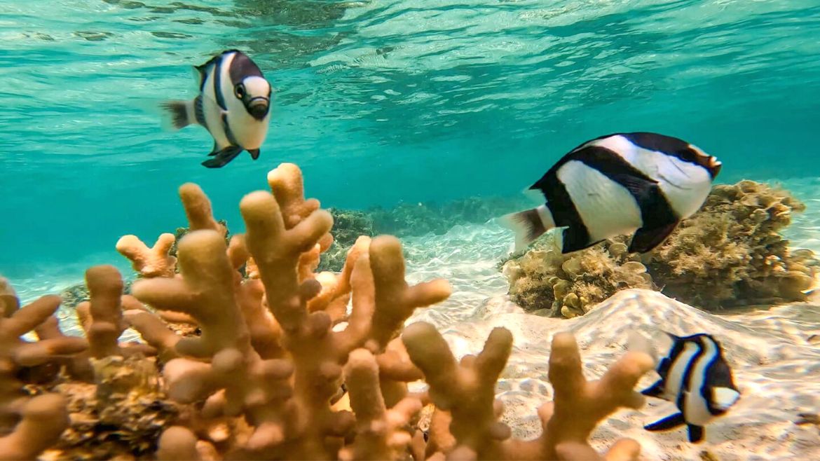 Soma Bay: Nach dem Kiten die Unterwasserwelt entdecken Soma Bay: Nach dem Kiten die Unterwasserwelt entdecken