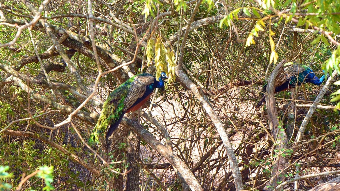 Sri Lanka: Im Wilpattu leben wunderschöne Pfaue Sri Lanka: Im Wilpattu leben wunderschöne Pfaue