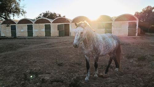 Zarzis: Reiten in Zarzis