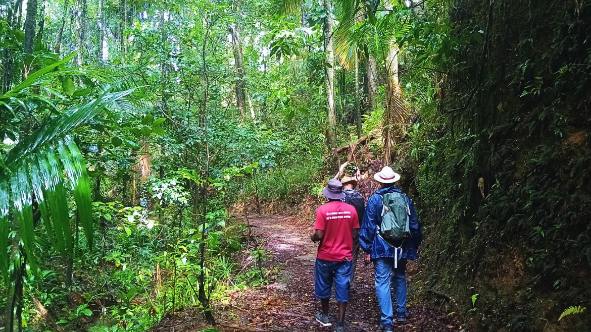 Tobago: Regenwald Tobago: Regenwald