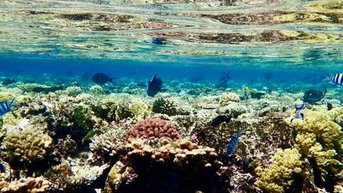 TAUCHEN/SCHNORCHELN TAUCHEN/SCHNORCHELN