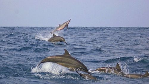 Kalpitiya: Whale Watching in den Wintermonaten Kalpitiya: Whale Watching in den Wintermonaten