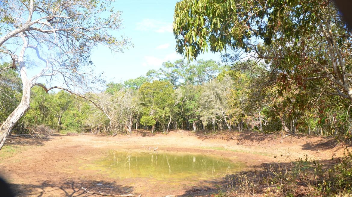 Sri Lanka: Der Wilpattu ist der zweitgrößte Nationalpark Sri Lankas