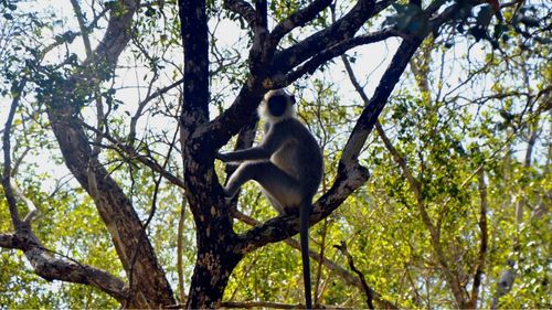 Sri Lanka: Affen im Wilpattu entdecken