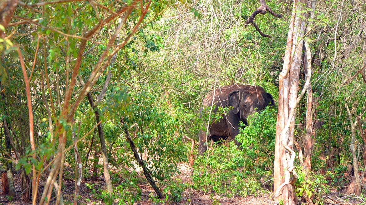 Sri Lanka: Elefanten dürfen während einer Rundreise nicht fehlen