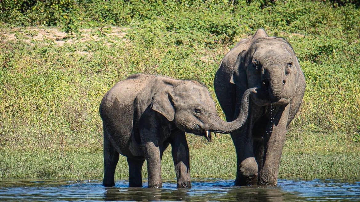 Kalpitiya: Elefanten in Sri Lanka entdecken