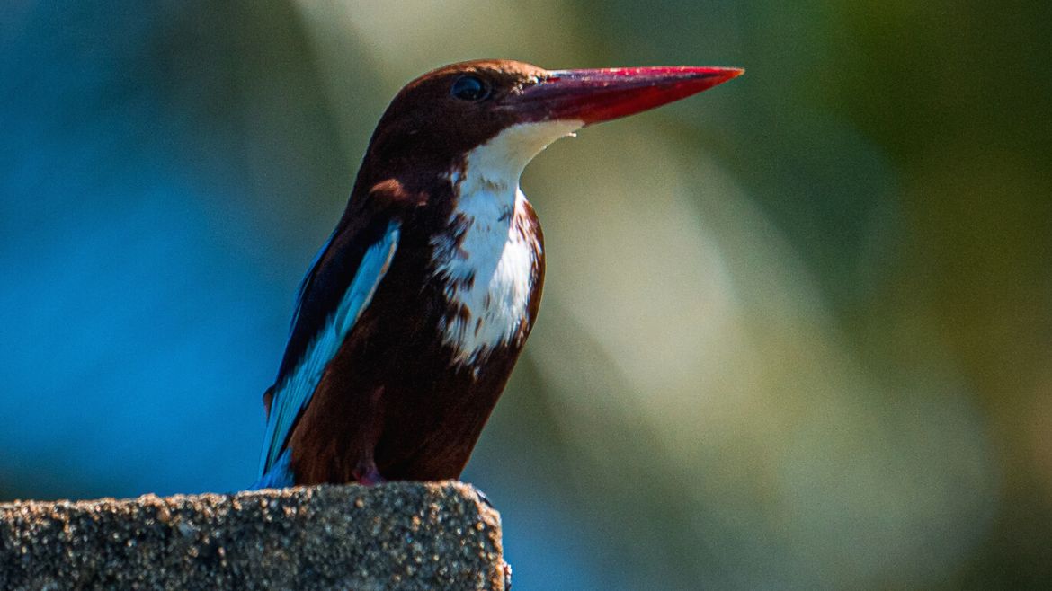 Kalpitiya: In Sri Lanka leben über 400 Vogelarten