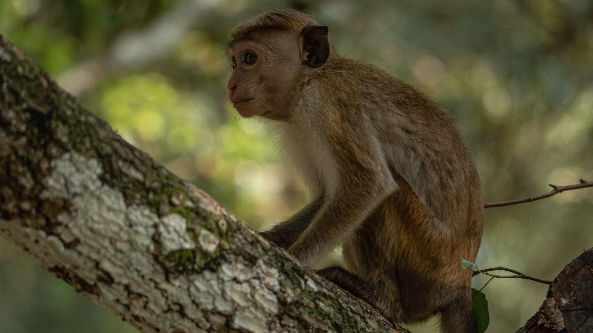 Kalpitiya: Sri Lanka hat eine wunderbare Tierwelt zu bieten