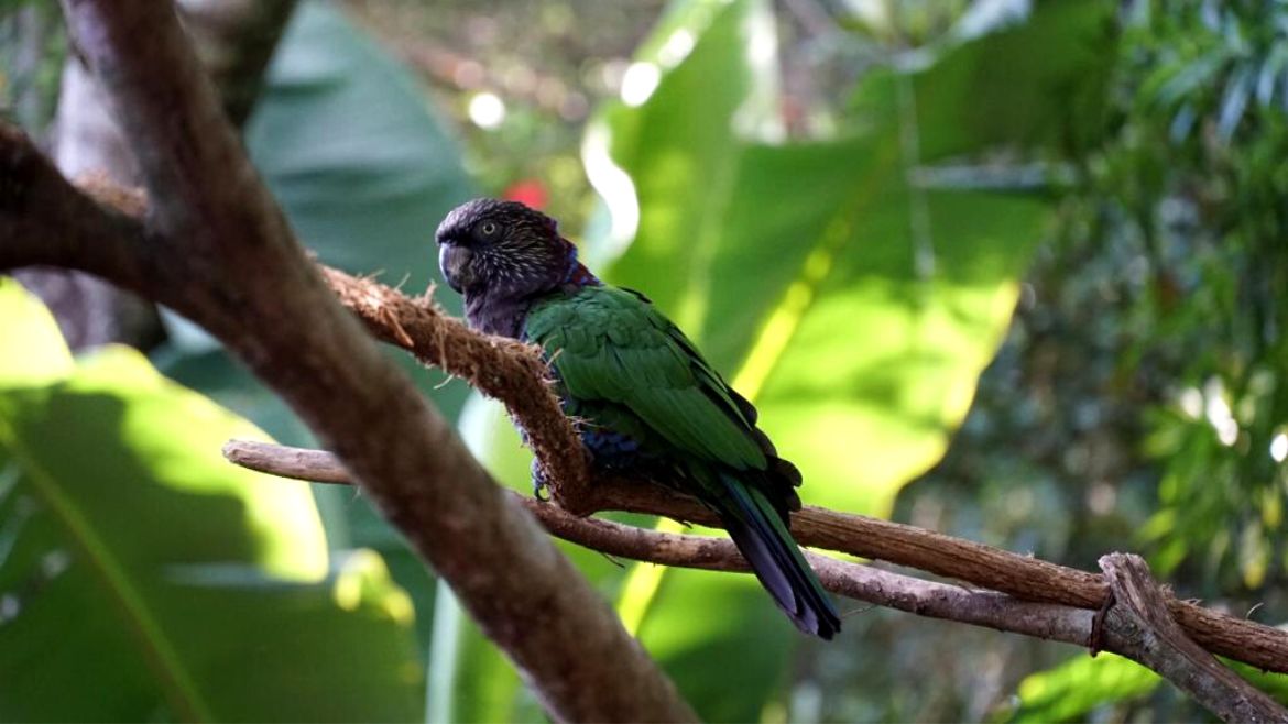 Ilha do Guajiru: Verschiedenste Vogelarten leben in Brasilien