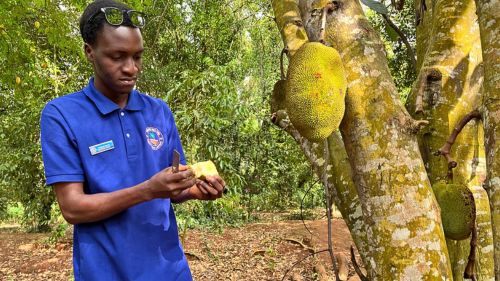 Tansania: Spice Farm