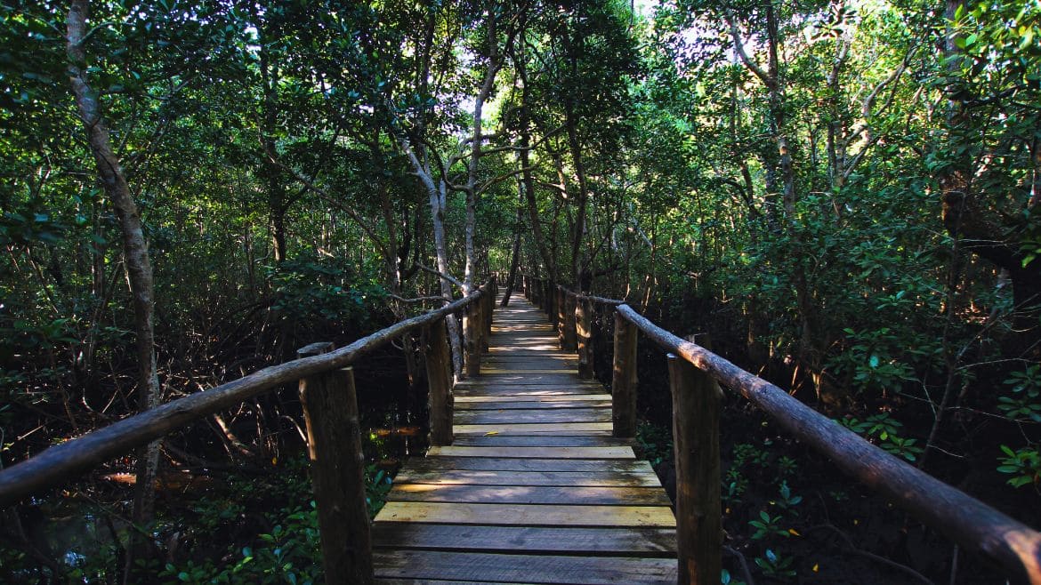 Sansibar: Die Natur hautnah im Jozani Forest Nationalpark entdecken