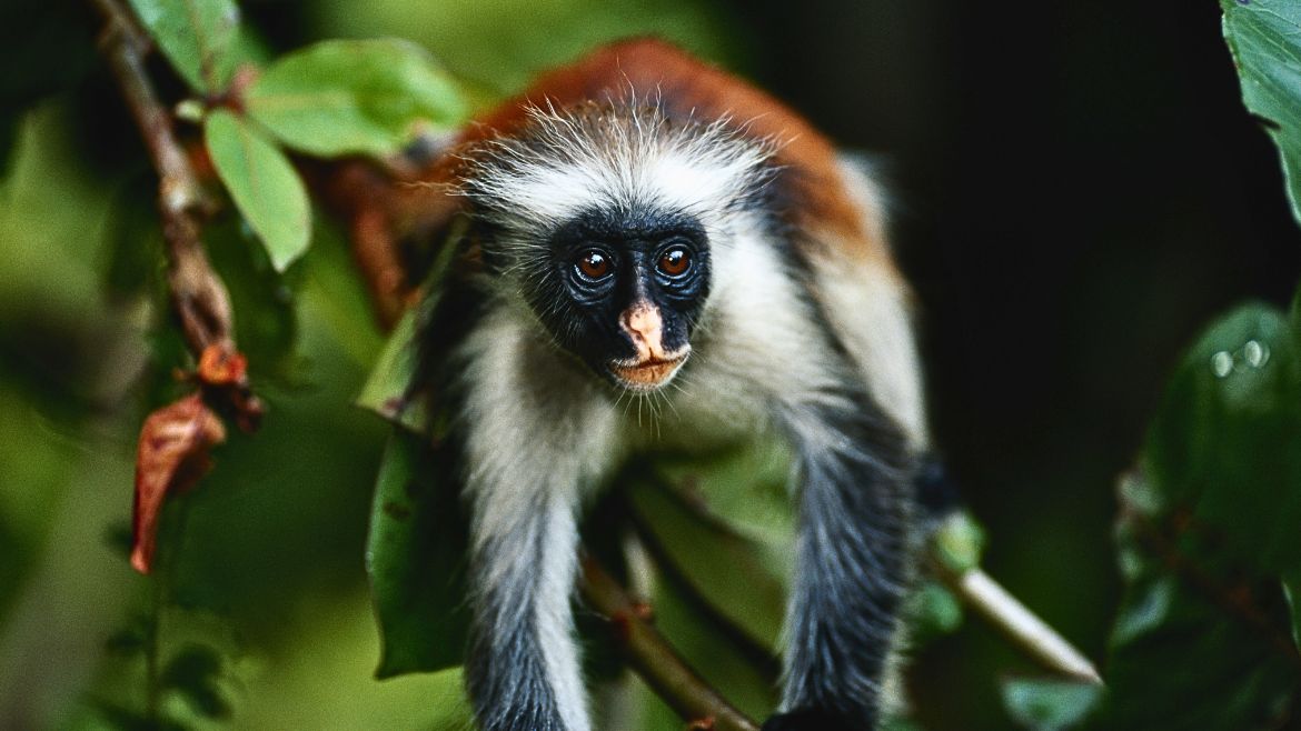 Sansibar: Die bekannten Colobus Affen im Jozani Forest