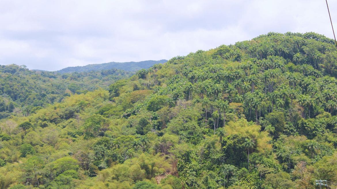 Tobago: Blick über den Regenwald Tobagos