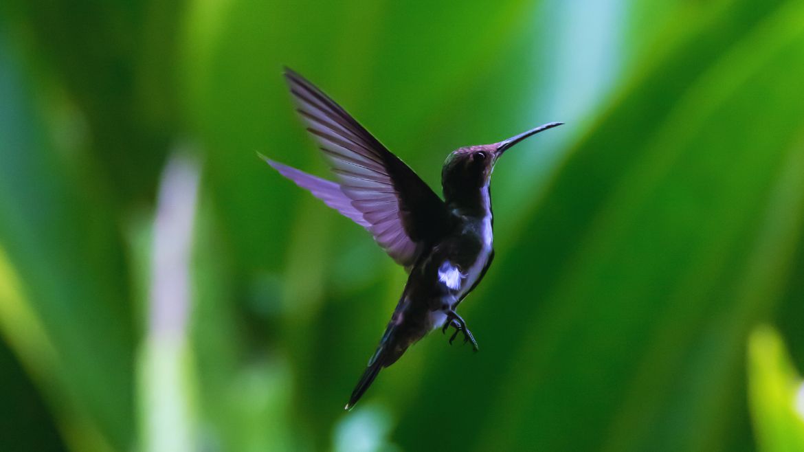 Tobago: Entdecke Kolibris auf Tobago